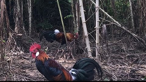 Bẫy gà rừng mới nhất ngày 28/11/2022.mồi f1 lập công nhanh gọn.