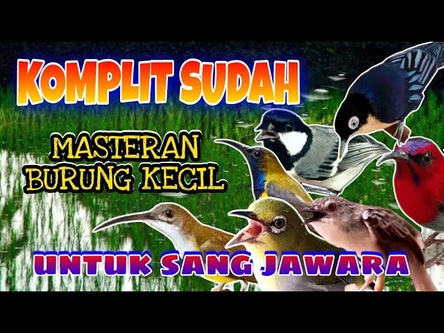 MASTERAN BURUNG KECIL kombinasi tembakan jeda 1 - 2 menit terapi suara air suara air class=