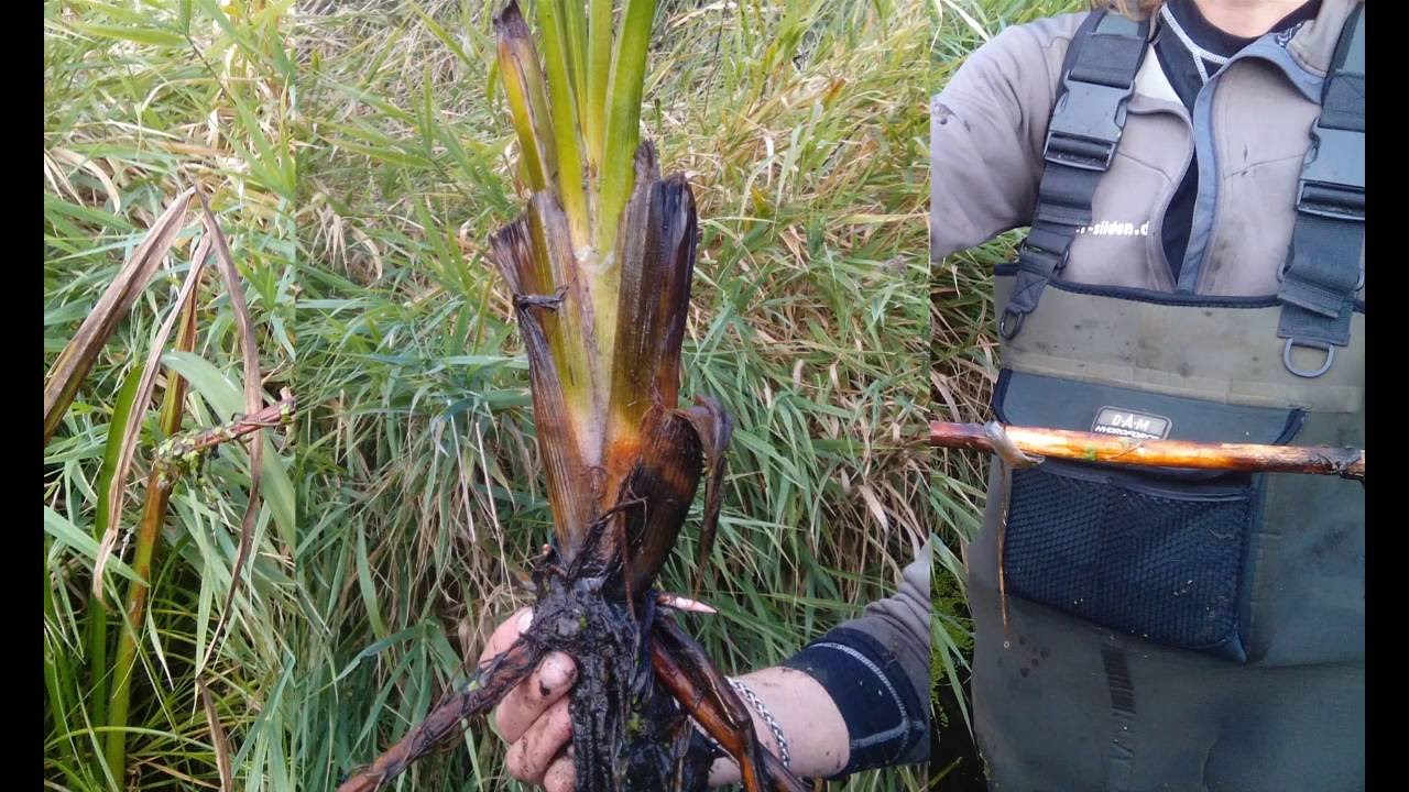 Rapport om selektiv vs. almindelig grødeskæring i vandløb.