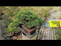 Japanese bonsai garden and nursery - July 2021 #1