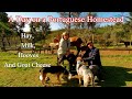 A day on a Portuguese homestead - Hay, Milk, Hooves and goats cheese.