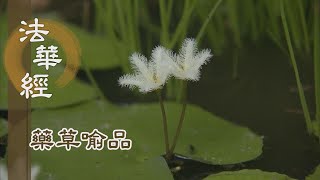 【靜思妙蓮華】法華經藥草喻品 - 諸佛功德無盡藏 - 20210624 第869集