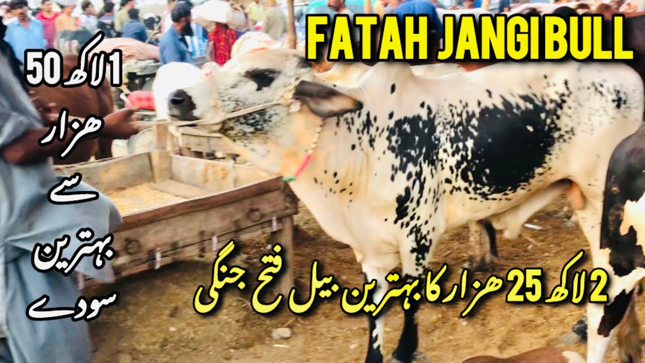 Ismail goth mandi 2025 Ismail Goth Mandi Karachi Cattle Latest Update Friday 23May 2025 | Cow mandi