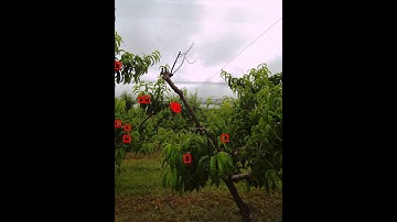 Tree Crop - Fruit Detection