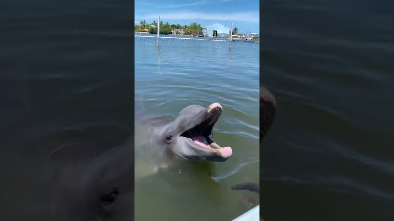 Truly the funniest laughing Dolphin.  PLEASE SUBSCRIBE ❤️ LUGNUT THE CHOCOLATE LABRADOR
