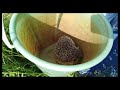 Hedgehog in the bucket / Ёж в ведре