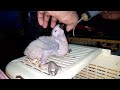 Hand Feeding Parrot Babies Complete Guidance