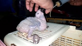 Hand Feeding Parrot Babies Complete Guidance