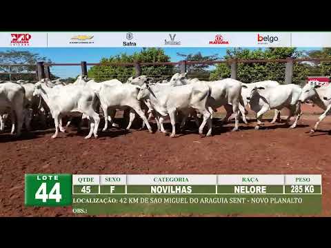 Lote 44