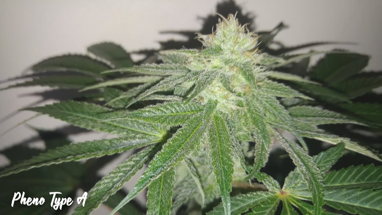 chocolate mint og week 5 of flower update