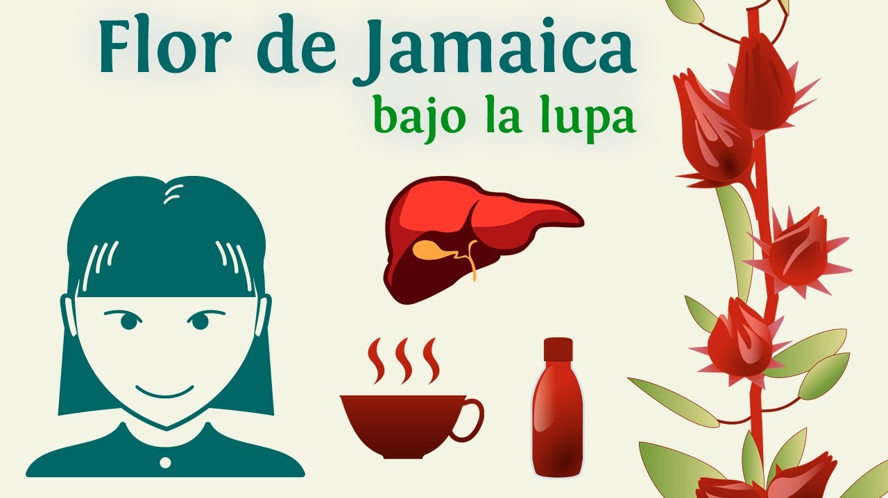 flor de jamaica sus propiedades medicinales
