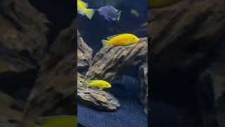 The African Cichlid Tank - Mbuna Community