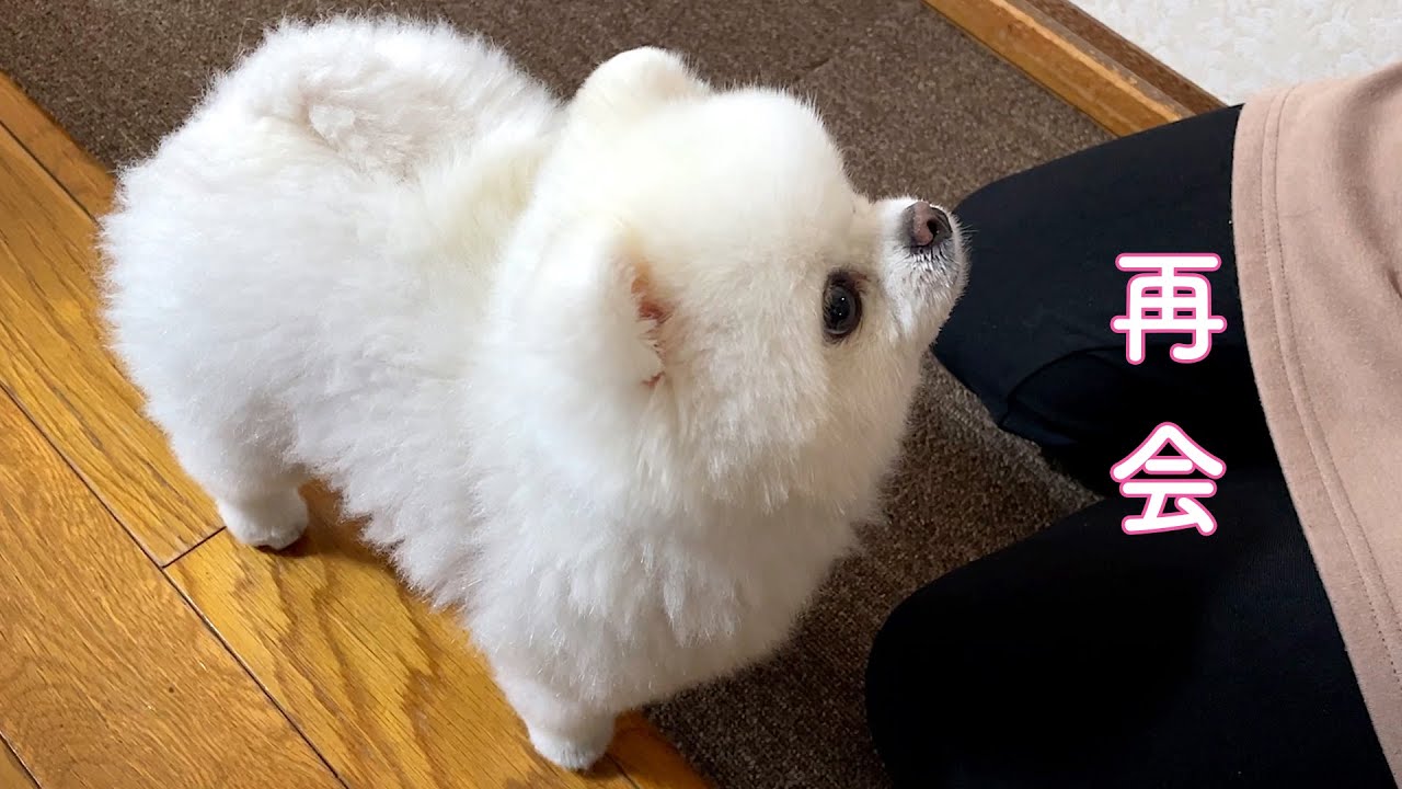 【帰省】母との再会が嬉しくてやらかしてしまったポメラニアン