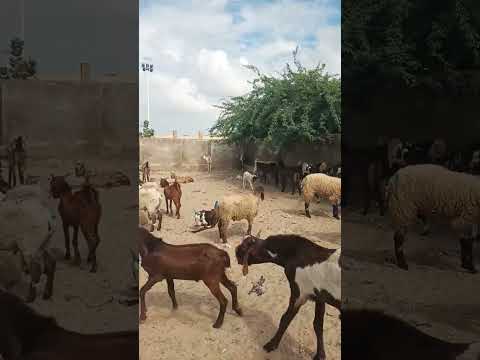 التيس المفعم بالحيوية يدخل الساحة   