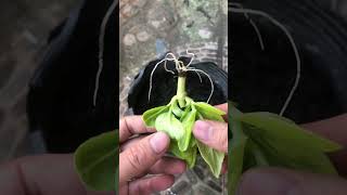 Hydrangeas take root super quickly in just 15 days