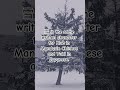 Interesting 🤔 that Chinese and Japanese say "snow" differently, but write it the SAME