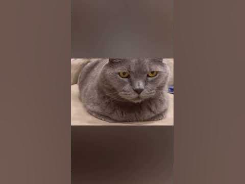 борзый кот😡 - YouTube