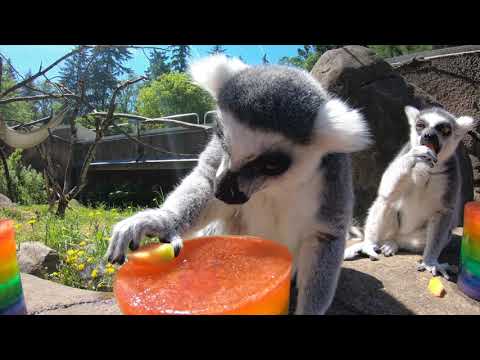 Lemurs Have a Popsicle Party
