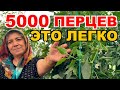 Это невероятно! Турецкие пенсионеры выращивают 5000 кустов перцев🌶️