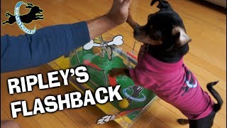 Ripley's Flashback : Our New Video of How Ripley Became a Puzzle Champ