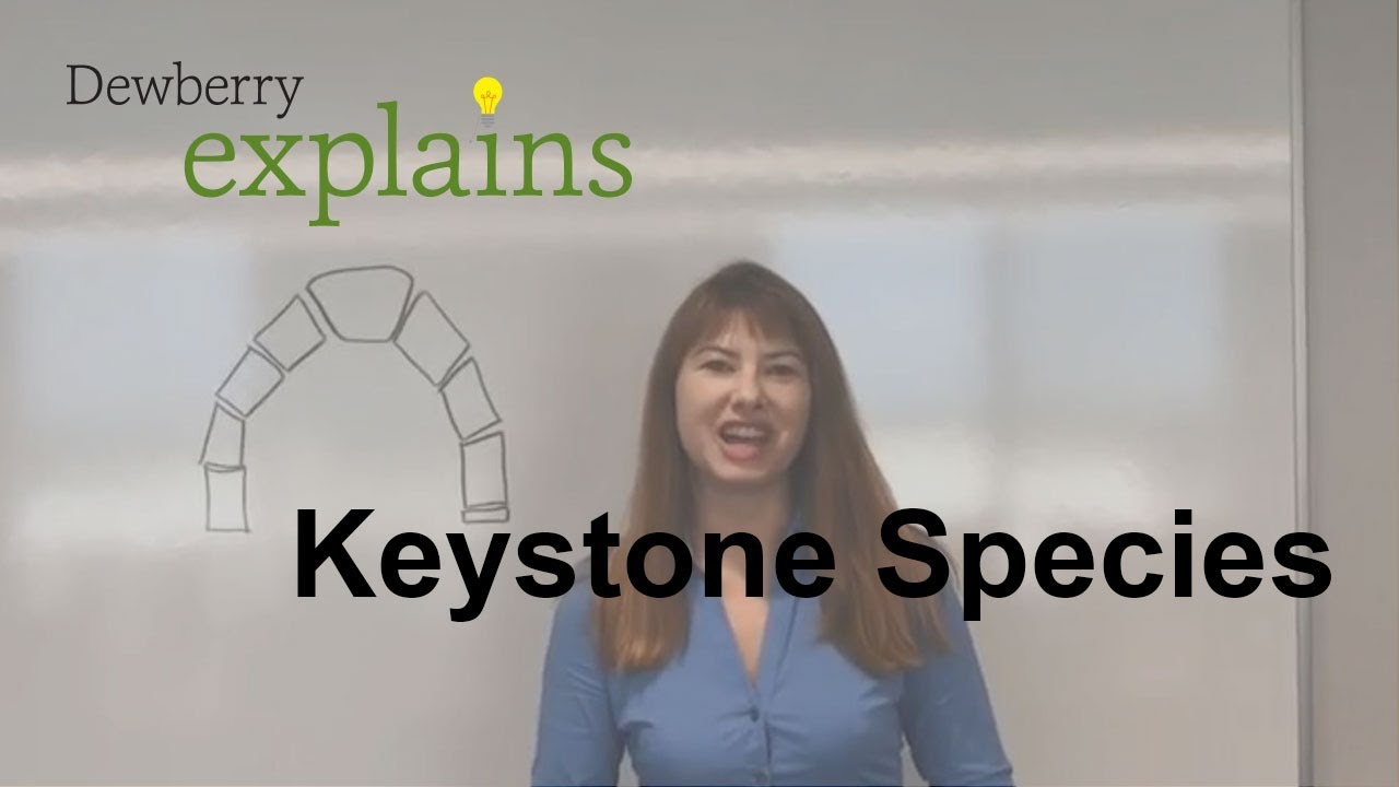 What are Keystone Species? - YouTube