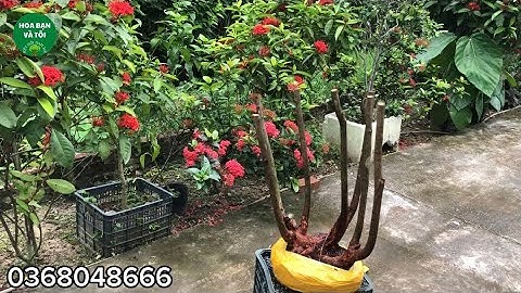 Mời các bác cùng trải nghiệm đi rừng tìm phôi sim hoa tím