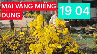 0366 048 123 MAI Vàng Miếng Dung Bến Tre  đang phát trực tiếp!GIAO LƯU MAI VÀNG CÁC LOẠI