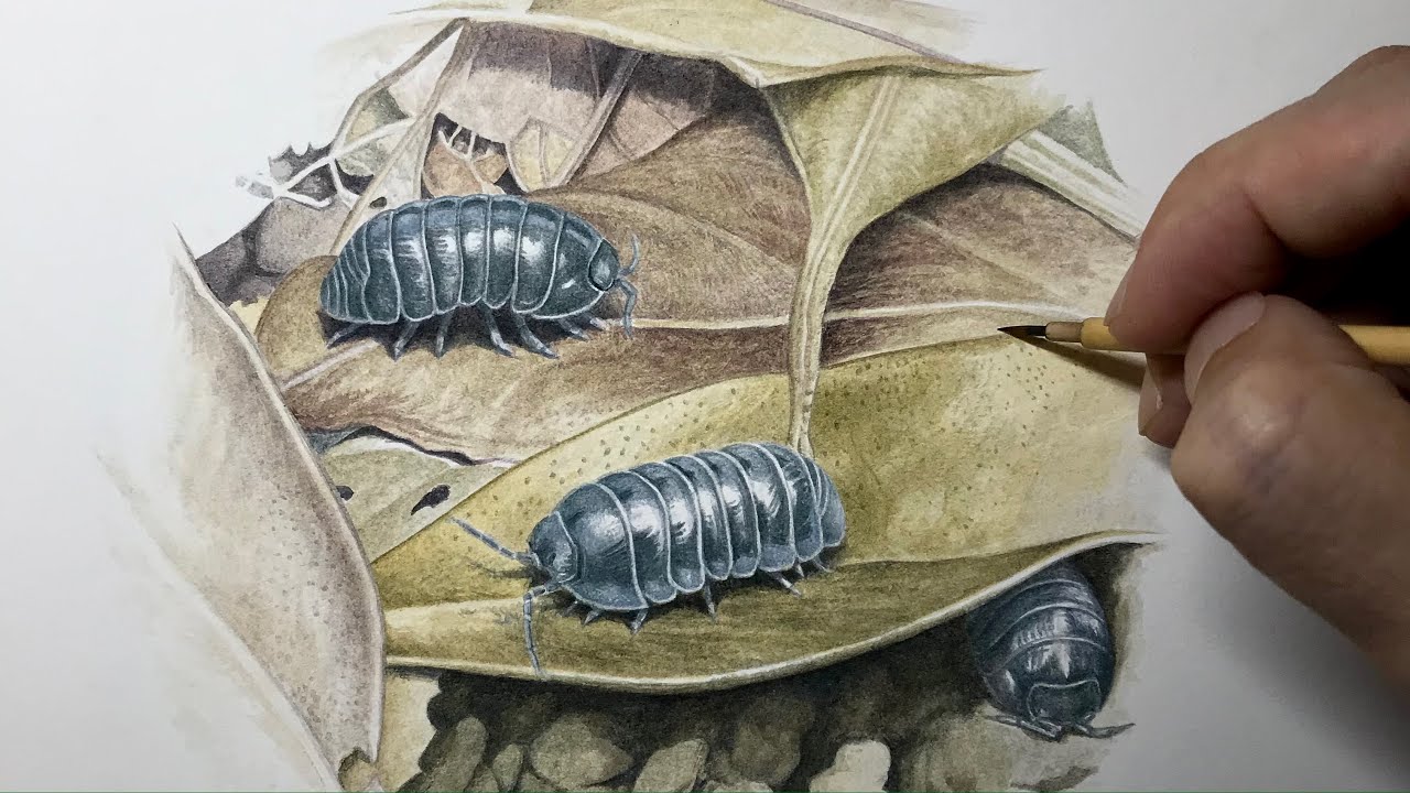 虫プロ制作「北極のムーシカミーシカ」使用セル（手描き部分あり） オカダンゴムシを描く】Paint a pill bug (roly-poly) /Time lapse 39