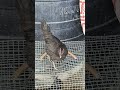 Free range Ghar par Murgi Palan #murgipalon #desimurghi #pets #india