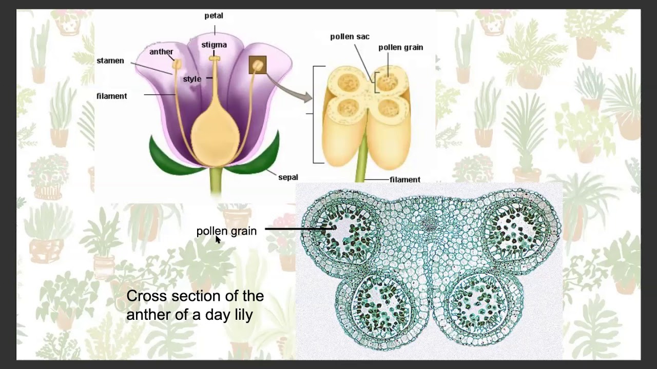 Biology Plant Reproduction YouTube
