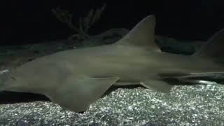 The Largetooth Sawfish