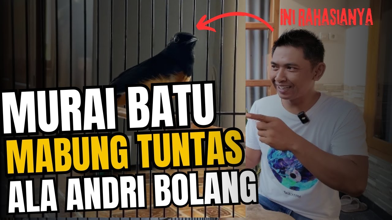 TIPS MURAI BATU MABUNG TUNTAS ALA ANDRI BOLANG!