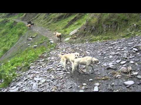 ძაღლები-ადამიანური ტაქტიკა-Dogs-Human-tactics