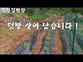 #텃밭 살리기#들판에  채소 와 약초