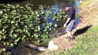 Photographers Taunt Alligator