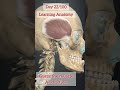 Learning anatomy | Guess the Muscle Name and Action #anatomy #muscles #Physiotherapy