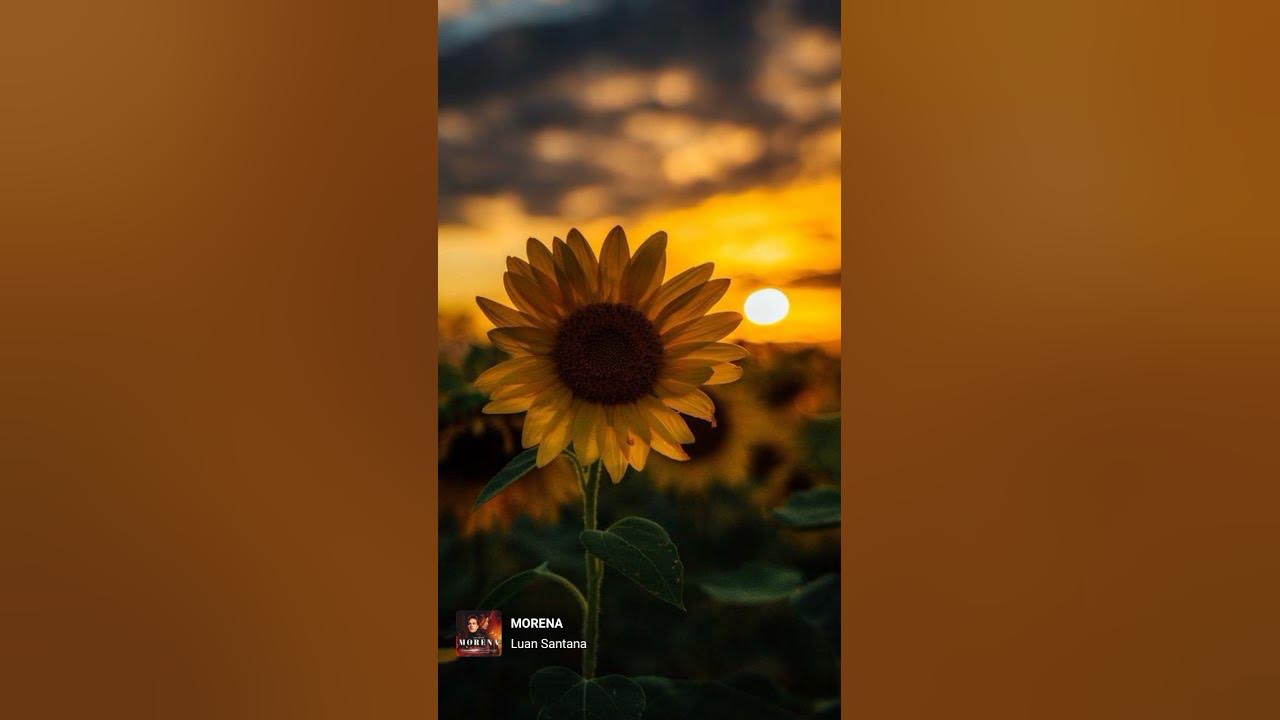 Luan Santana- Morena #status #tiktok #shorts #viral #luansantana#morena Luan Santana- Morena #status #tiktok #shorts #viral #luansantana#morena
