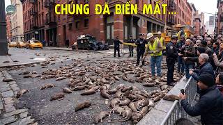 Thứ Gì Đang "Dọn Sạch" Chuột Ở New York? Phát Hiện Kỳ Tích Khiến Giới Sinh Học Sửng Sốt!