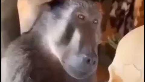 Monkey looks at the skull original