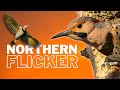 The Northern Flicker | A Bringer of Friendship & Happiness