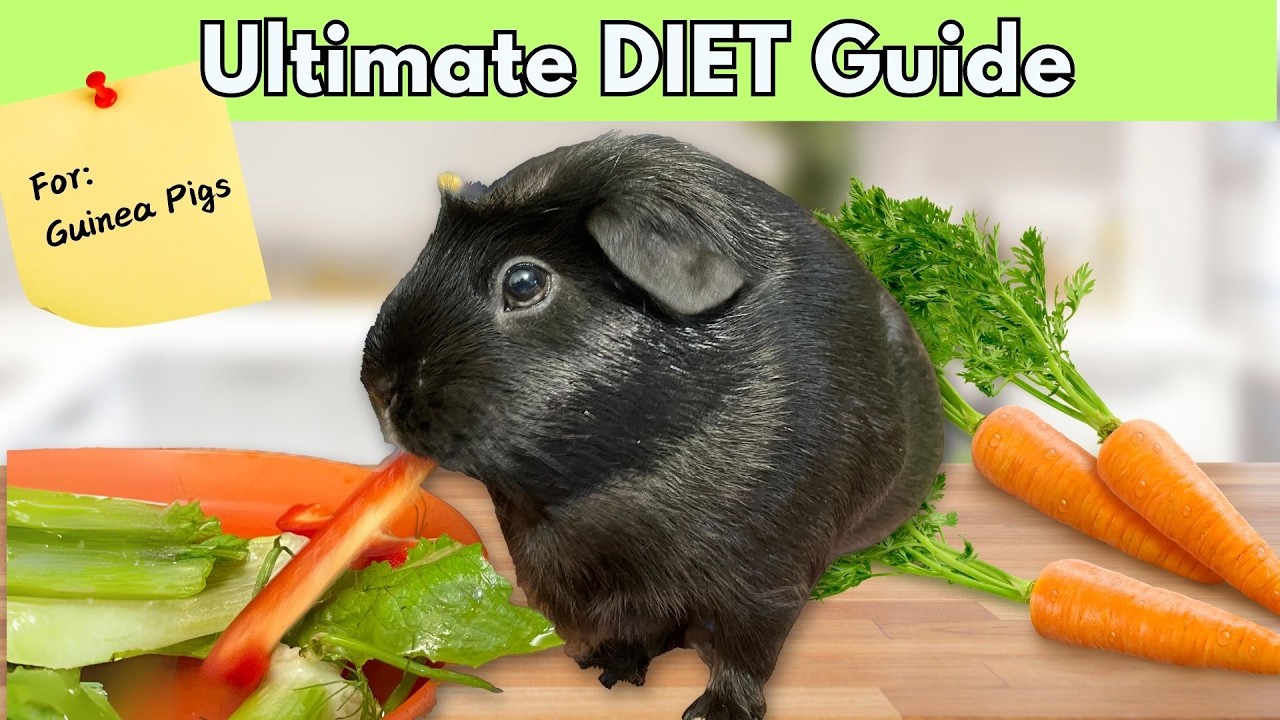 Curated visual reference: Picture Idea: 20 Common Veggies That Are Actually Guinea Pig Superfoods Improve
