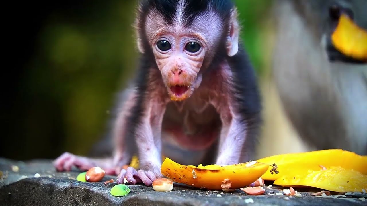 The 1st time Of Newborn Baby Monkey AMINA Eating Mango, Seems She Loves Very Much