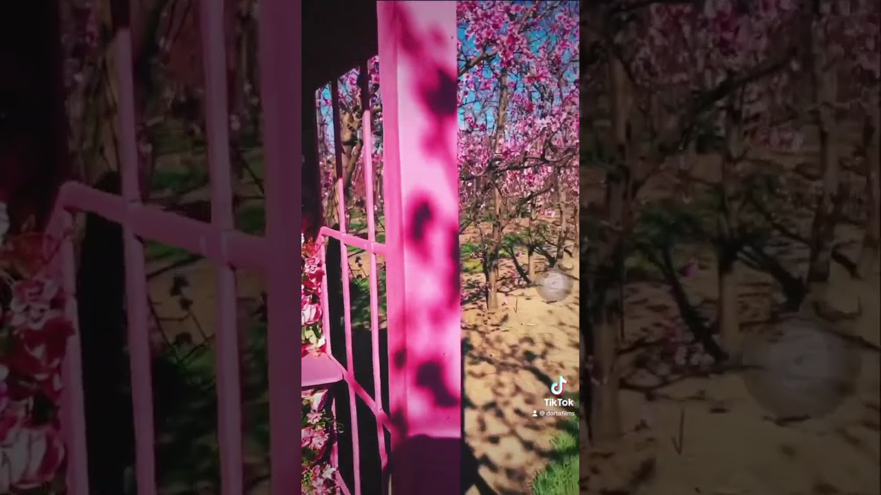 Have you got your flowers today? | S & R Orchard | PERTH