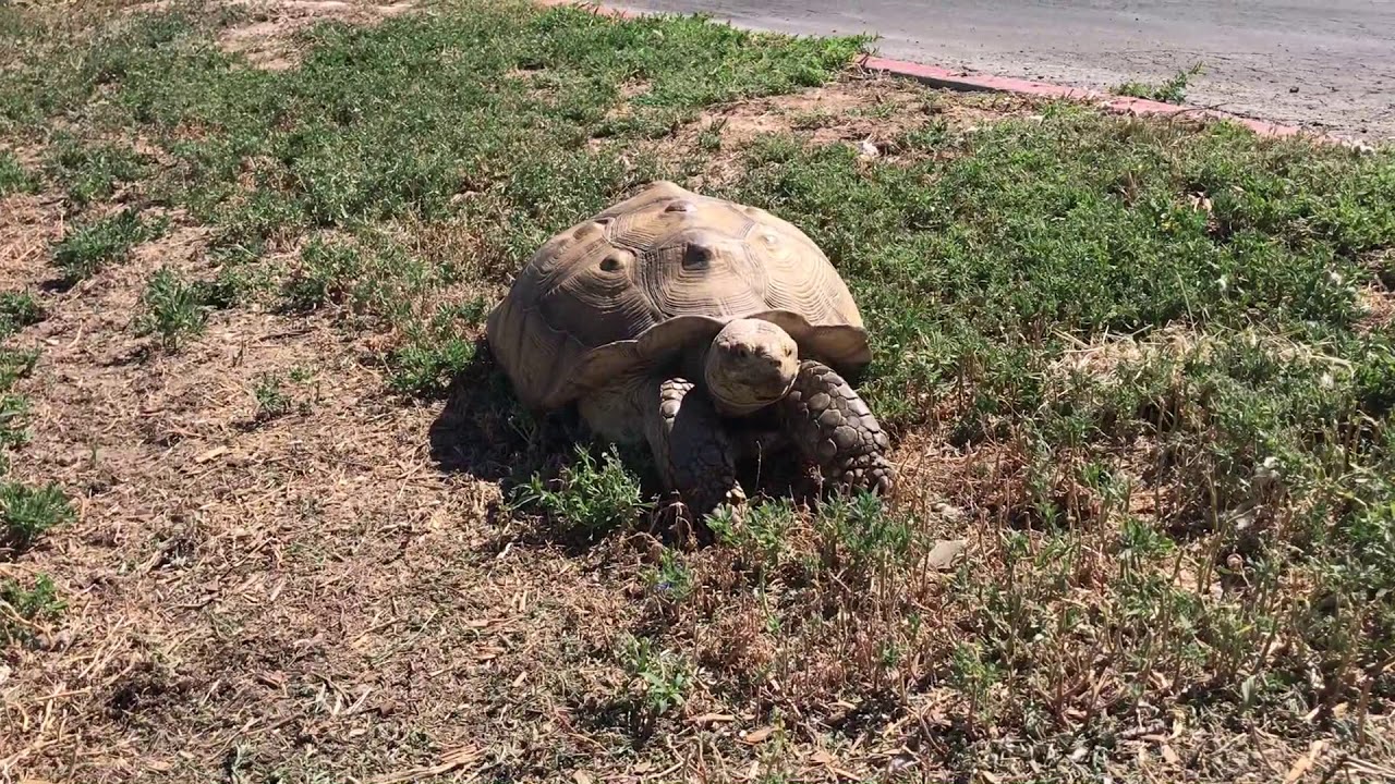 Sulcata Tortoise 
