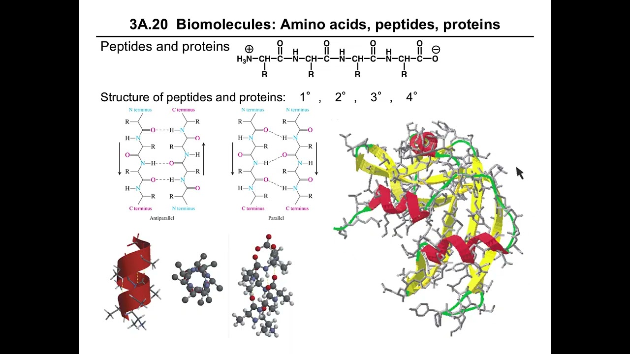 Ch3A Biomolecules 17-24