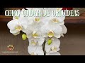 Como cuidar de orquídeas após darem flores