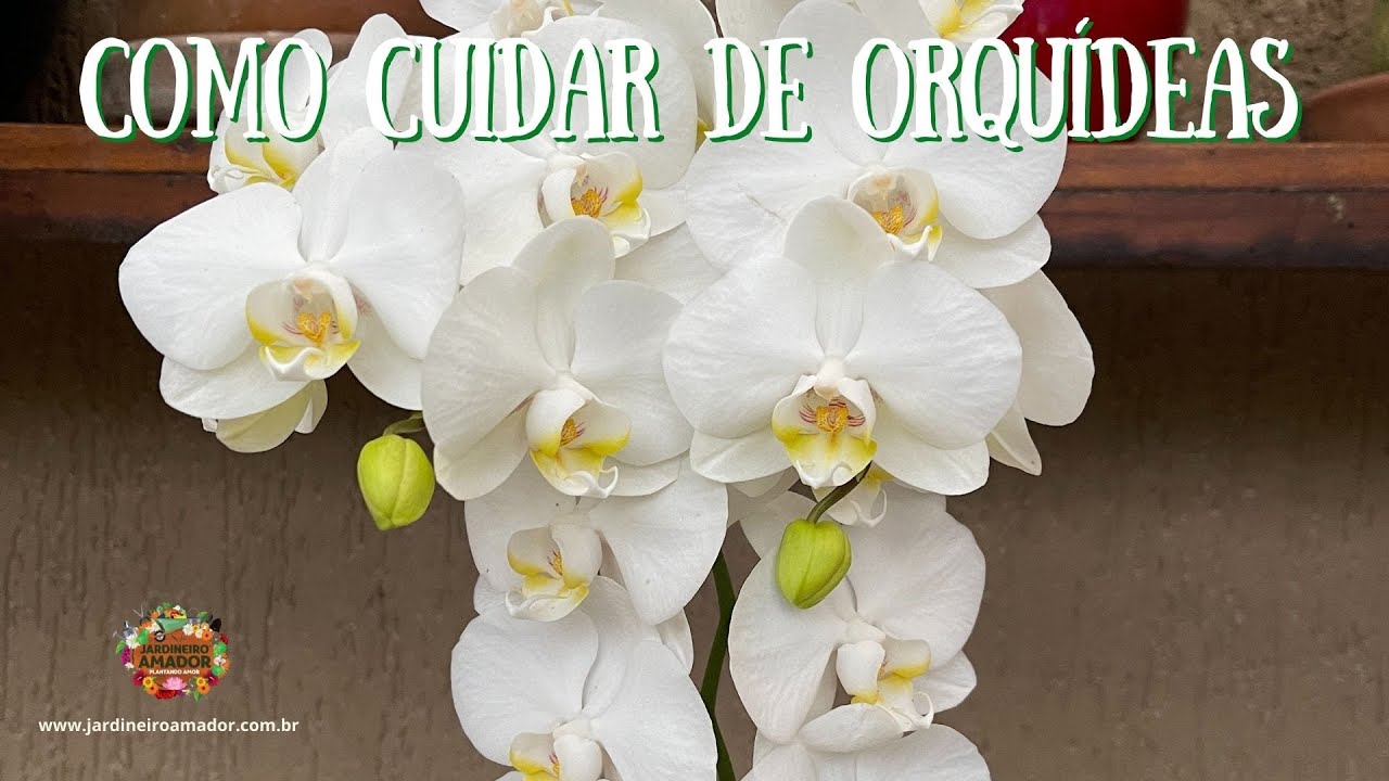 Como saber si mi orquídea va a florecer