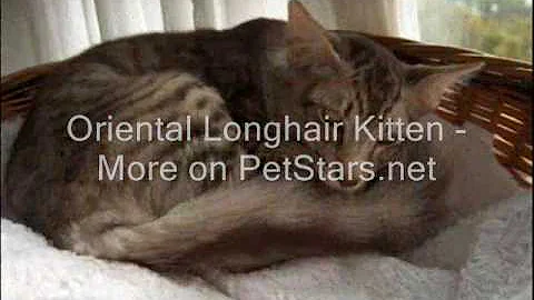 Watch the video about Oriental Longhair Kitten 1