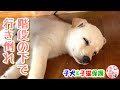 【犬　子犬　保護犬】階段の下で行き倒れている子犬