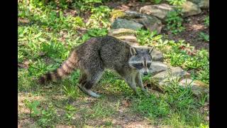 raccoon therians please watch